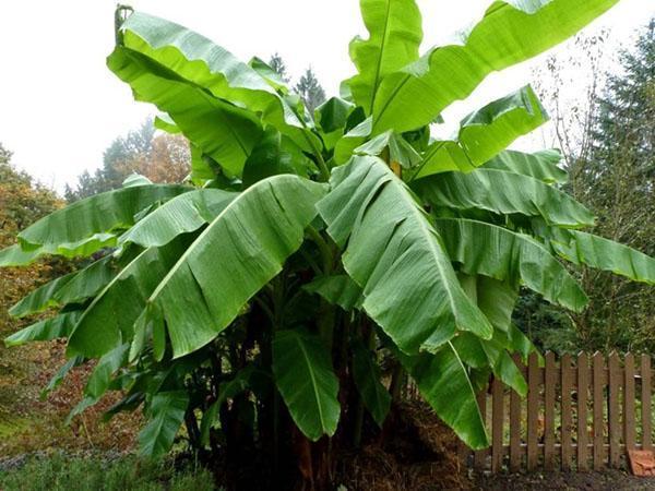 banánový strom