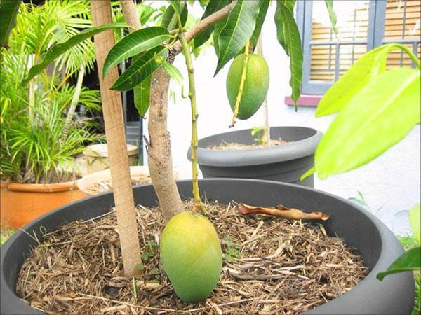 drzewo mango w doniczce