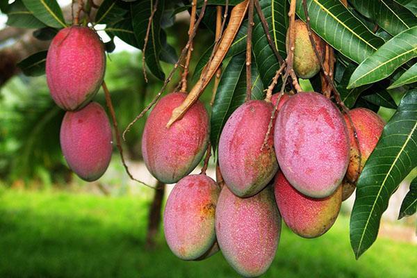 fruct de mango copt
