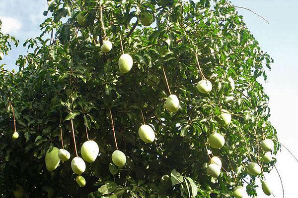 albero di mango in india