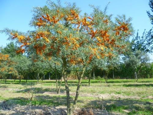 albero di olivello spinoso