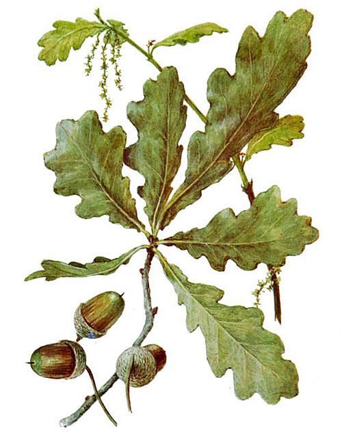 dubové listy a plody