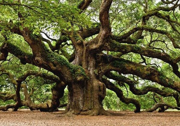 oak matang