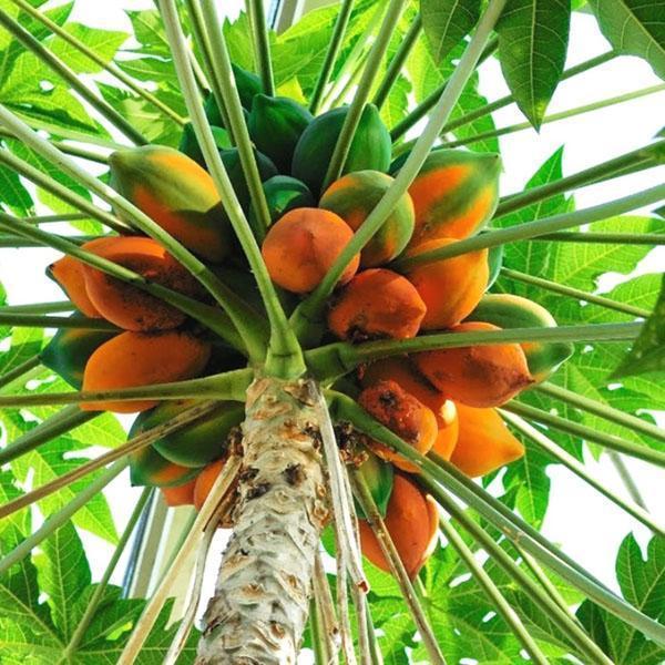 Melonenbaum Papaya