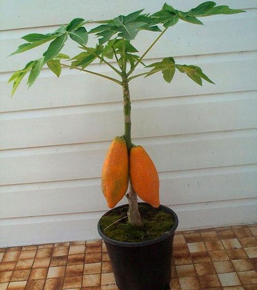 Melonenbaum aus Samen