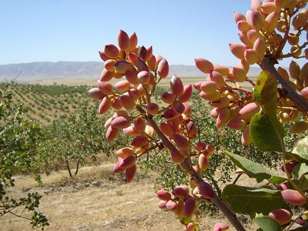 pistachio plantation