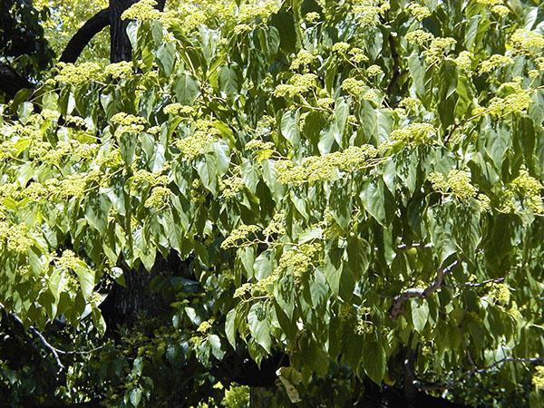 бонбонено дърво във вашата градина