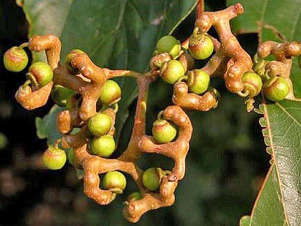 плодове и издънки на бонбоненото дърво