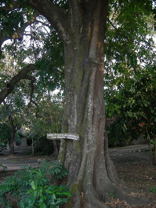 jedinečný strom
