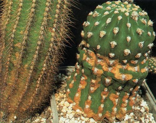 mga spot sa cactus
