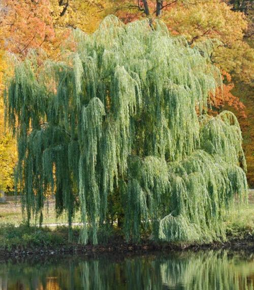 silvery willow