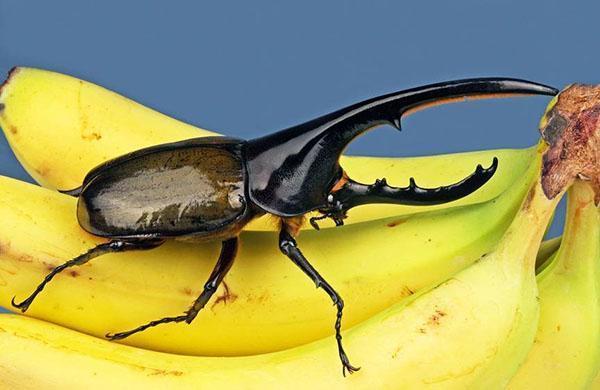 hercules kumbang