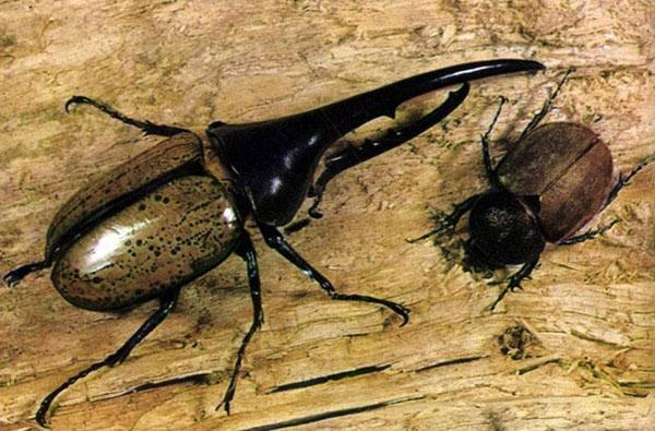 scarabée de taille impressionnante
