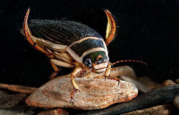 kumbang berenang