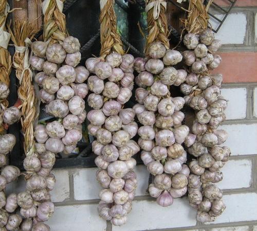 garlic in braids