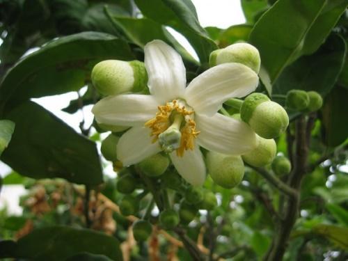 blooming pomelo