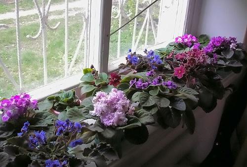 viooltjes op het raam