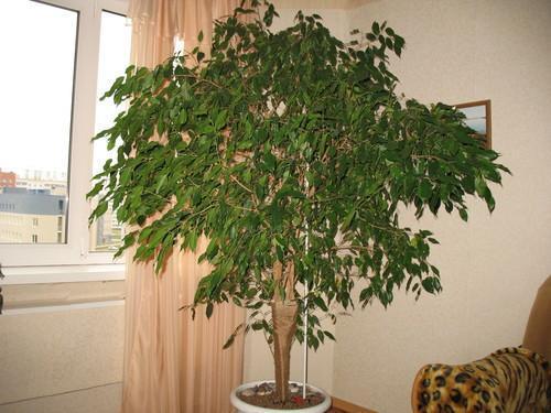 ficus in the room
