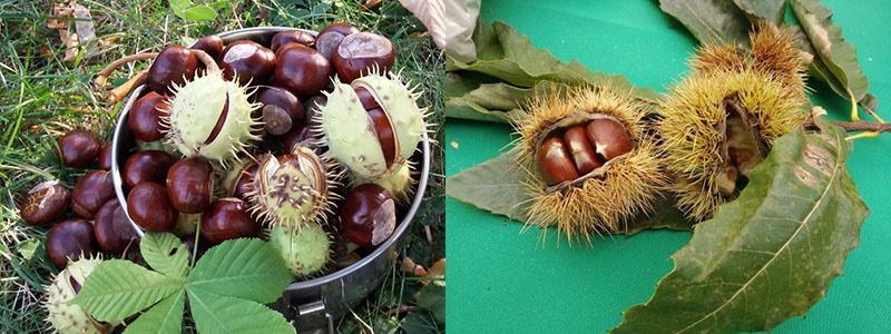 inedible and edible chestnuts