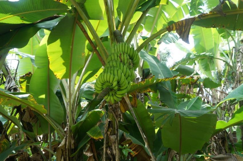 hogyan nő a banán