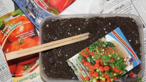 jak zasadit sazenice