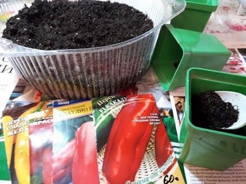 como plantar pimienta