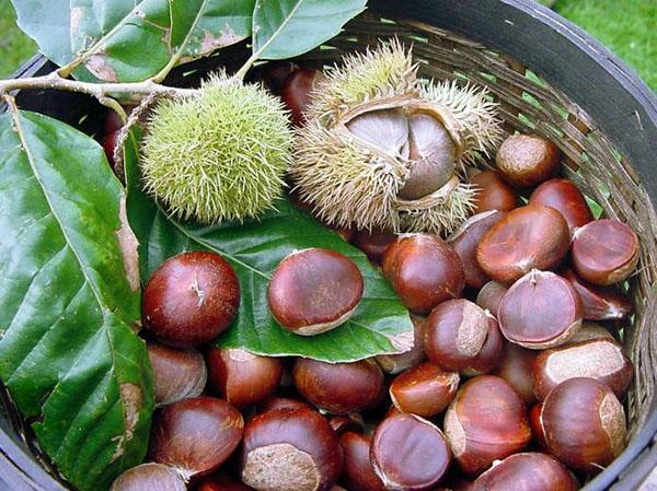 edible chestnuts