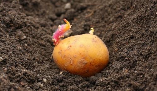 când să plantezi cartofi