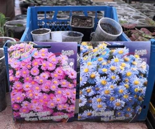when to sow asters
