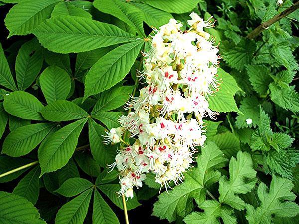as flores de castanheiro-da-índia