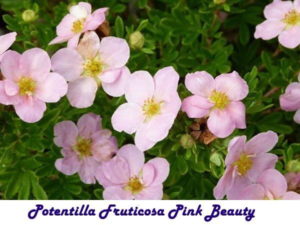 Potentilla Fruticosa Rosa Schönheit