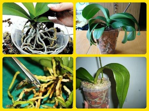 orchidėjų persodinimas