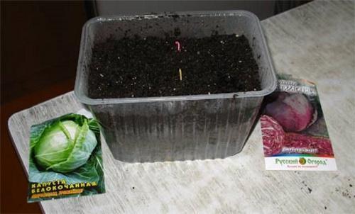 sowing cabbage