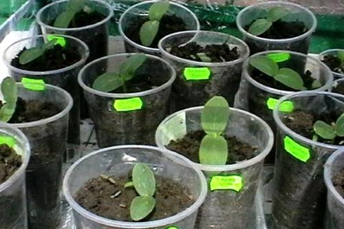 kimplanter i kopper