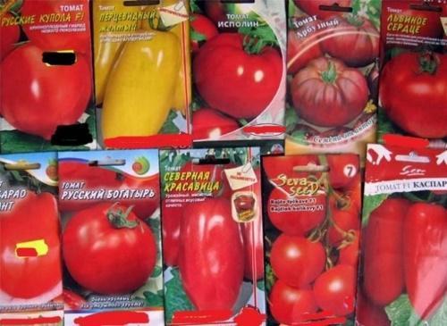 nasiona pomidorów