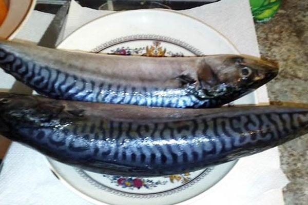 defrost mackerel