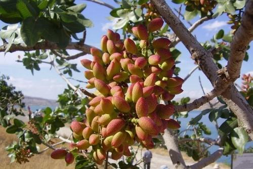 branch of pistachios