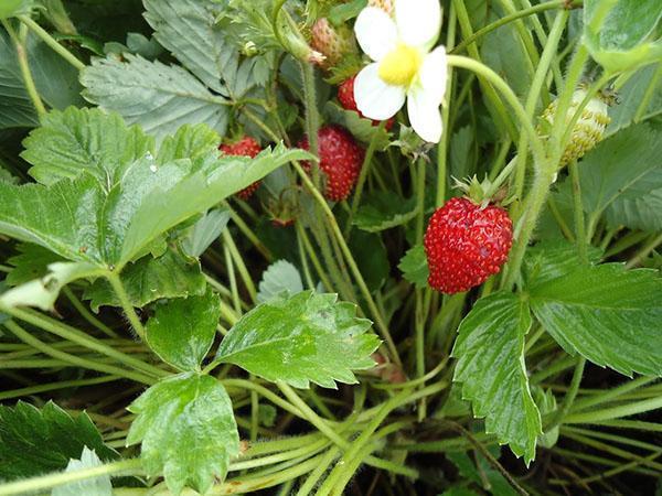 variété de fraises Ali Baba
