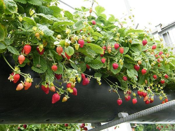 växande jordgubbsorter Ali Baba