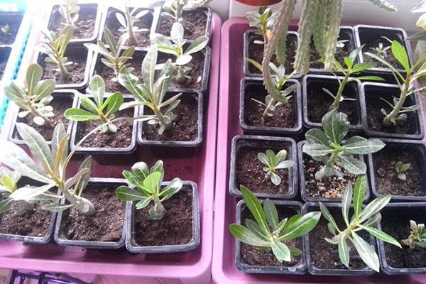 adenium from seed