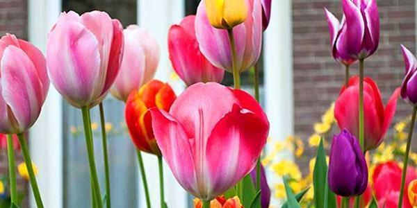hoa tulip nở