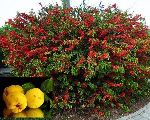flowering Japanese quince and fruits