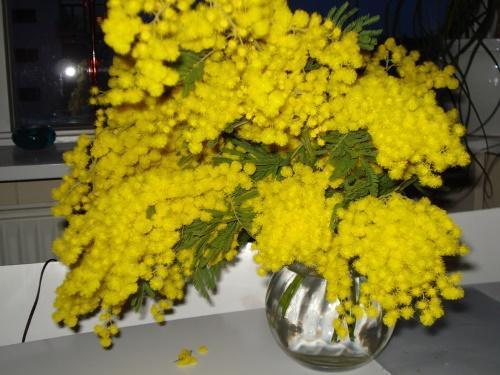 kaip išlaikyti mimozą purią