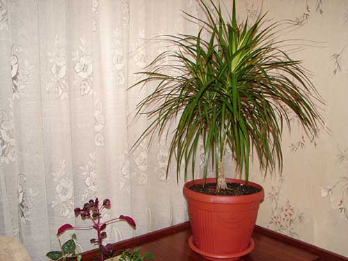 how to care for dracaena at home