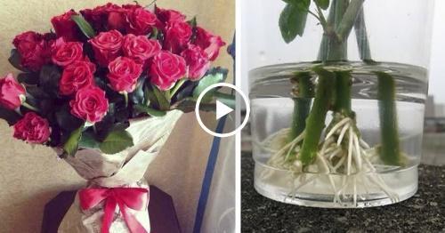 how to root a bouquet rose