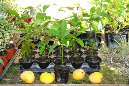 jak pěstovat mango