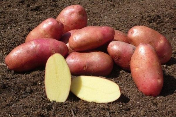 tuberi di patata di buona qualità