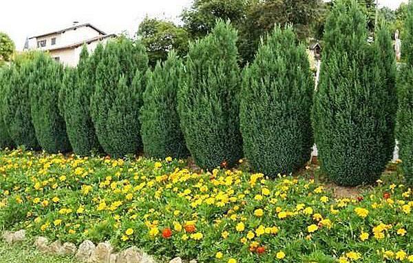 Cypress Elwoodi ที่กระท่อมฤดูร้อนของพวกเขา