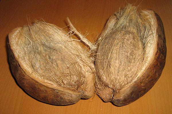 kokosová škrupina