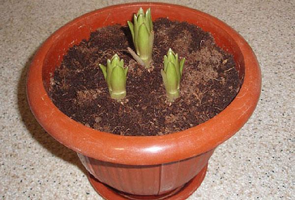 growing lilies in a pot